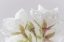 Picture of WHITE CHERRY BLOSSOMS IV