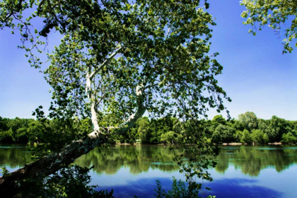 Picture of SPRING ON THE RIVER VI