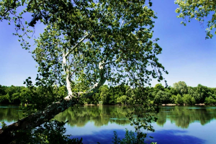 Picture of SPRING ON THE RIVER VI