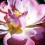 Picture of PINK LADY II