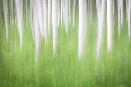 Picture of BIRCH IN MOTION