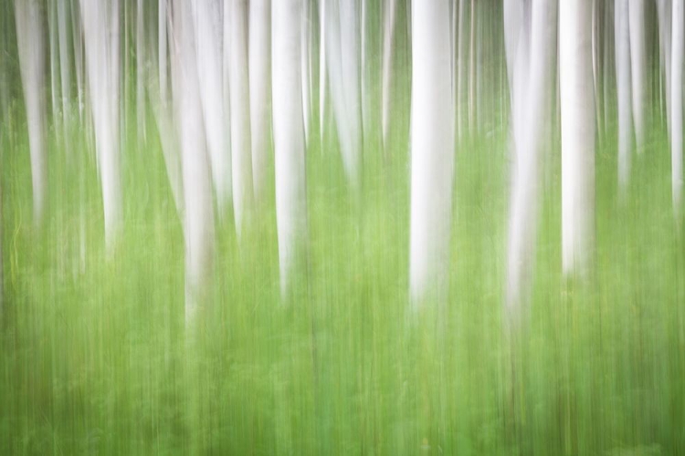 Picture of BIRCH IN MOTION