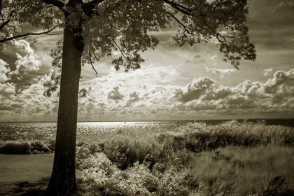 Picture of COBB ISLAND AFTERNOON I