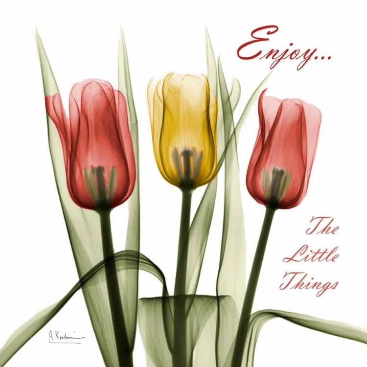 Picture of TULIPS ENJOY THE LITTLE THINGS
