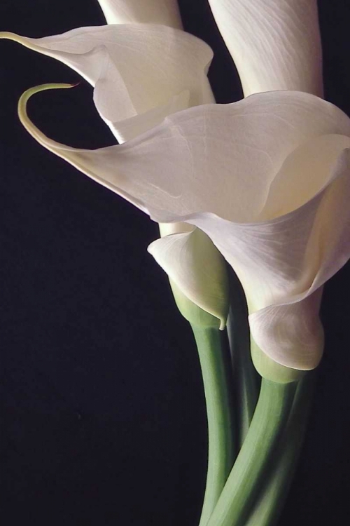 Picture of WHITE CALLAS II