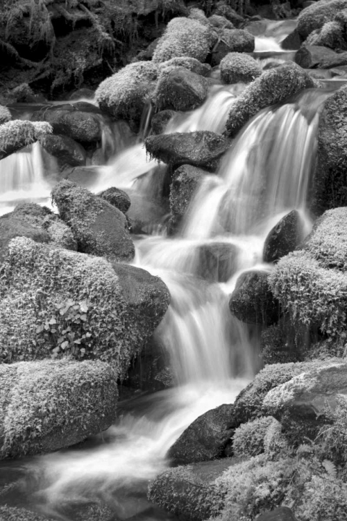 Picture of TRAILSIDE WATERFALL II BW