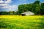 Picture of SPRING PASTURE I