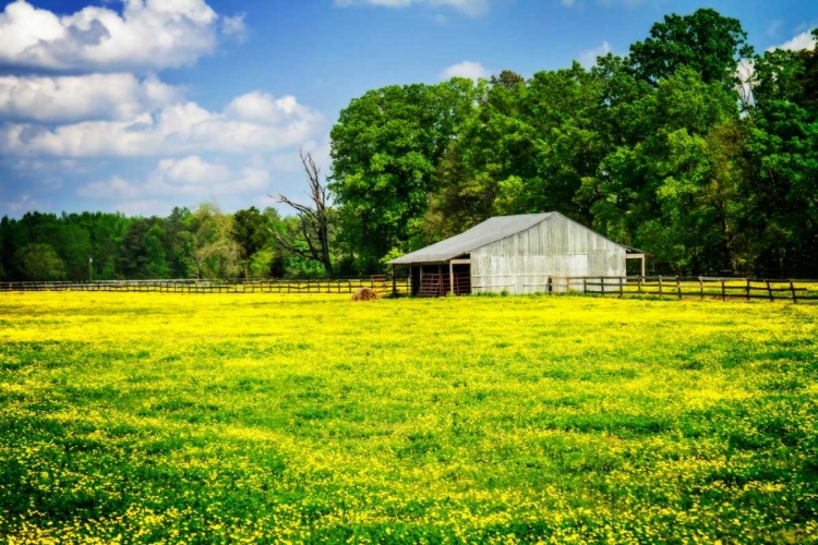 Picture of SPRING PASTURE I