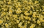 Picture of YELLOW AND WHITE I