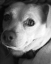 Picture of SECOND GLANCE BLACK AND WHITE