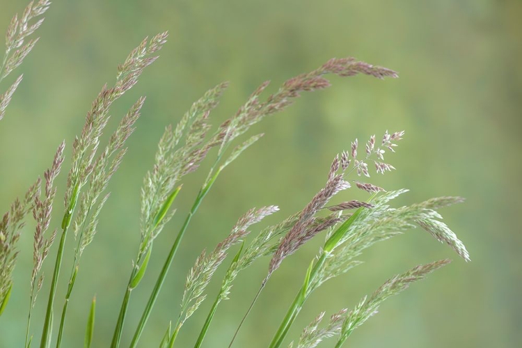 Picture of VELVET GRASS I