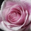 Picture of RAINDROPS AND ROSES III
