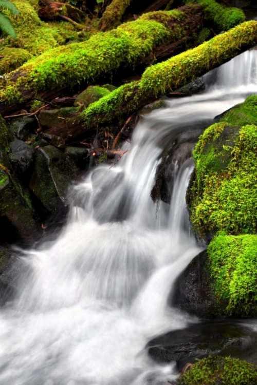 Picture of TRAILSIDE WATERFALL III