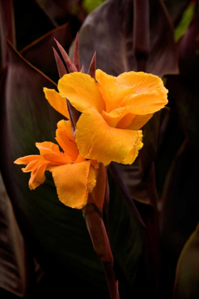 Picture of ORANGE FLOWER I