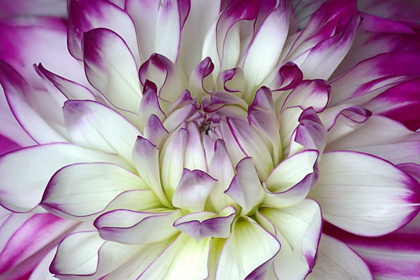 Picture of PURPLE AND WHITE DAHLIA