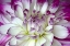 Picture of PURPLE AND WHITE DAHLIA