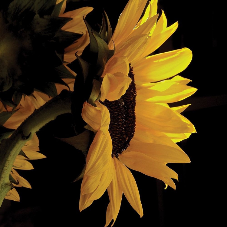 Picture of SUNLIT SUNFLOWERS VIII