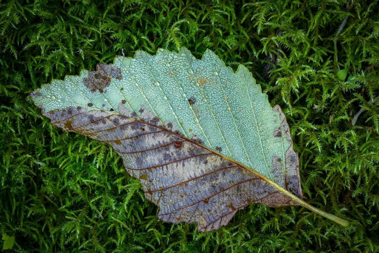 Picture of ALDER LEAF