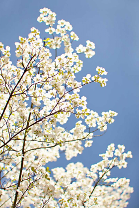 Picture of BLOSSOMS III