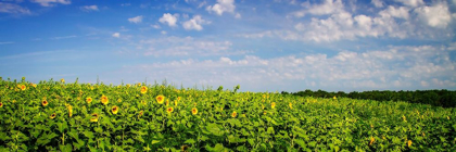 Picture of SUNFLOWER FIELDS I