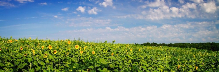 Picture of SUNFLOWER FIELDS I