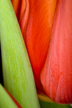 Picture of TULIP DETAIL I