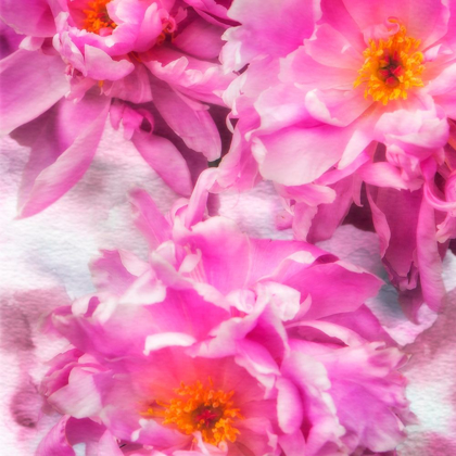 Picture of PINK FLOWERS I