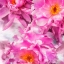 Picture of PINK FLOWERS I
