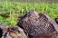 Picture of HOHOKAM PETROGLYPH