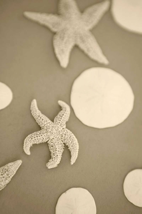 Picture of STARFISH AND SAND DOLLARS I