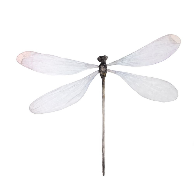 Picture of MINIMALIST DRAGONFLY