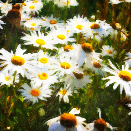 Picture of SUNLIT DAISIES