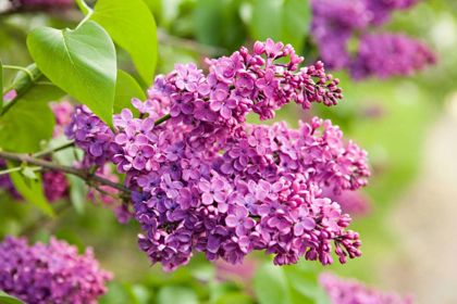 Picture of LILAC