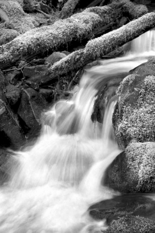 Picture of TRAILSIDE WATERFALL III BW