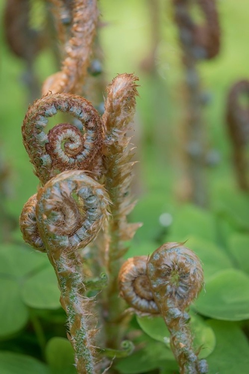 Picture of SWORD FERN II