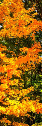 Picture of AUTUMN MAPLE II