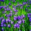 Picture of IRIS PROFUSION