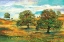 Picture of WILD POPPY LANDSCAPE II