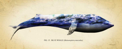 Picture of BLUE WHALE