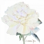 Picture of PEACE ROSE 1