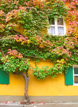 Picture of AUGSBURG TREE AND WINDOWS