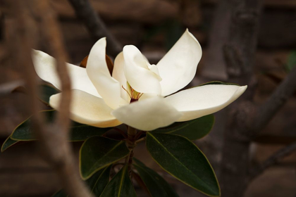 Picture of LONE MAGNOLIA