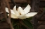 Picture of LONE MAGNOLIA