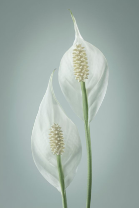 Picture of PEACE LILY I