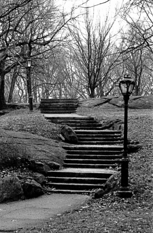 Picture of CENTRAL PARK STAIRS TO NOWHERE
