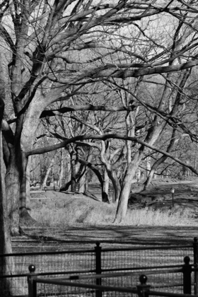 Picture of CENTRAL PARK IMAGE 1745
