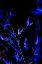 Picture of BAMBOO AT NIGHT I