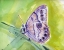 Picture of WATERCOLOR BUTTERFLY IV