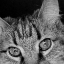 Picture of CAT EYES BANDW II