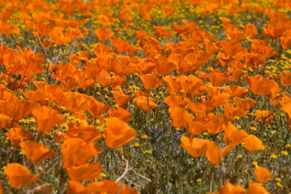 Picture of CALIFORNIA POPPIES I